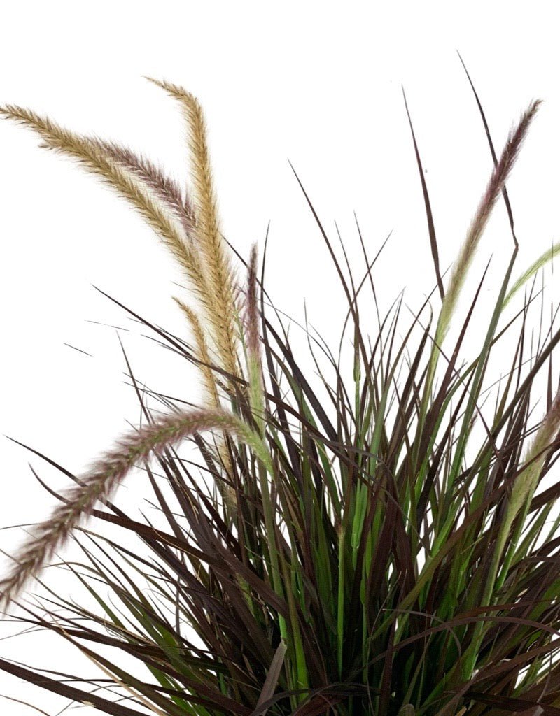 Pennisetum setaceum 'Rubrum' - Annuals