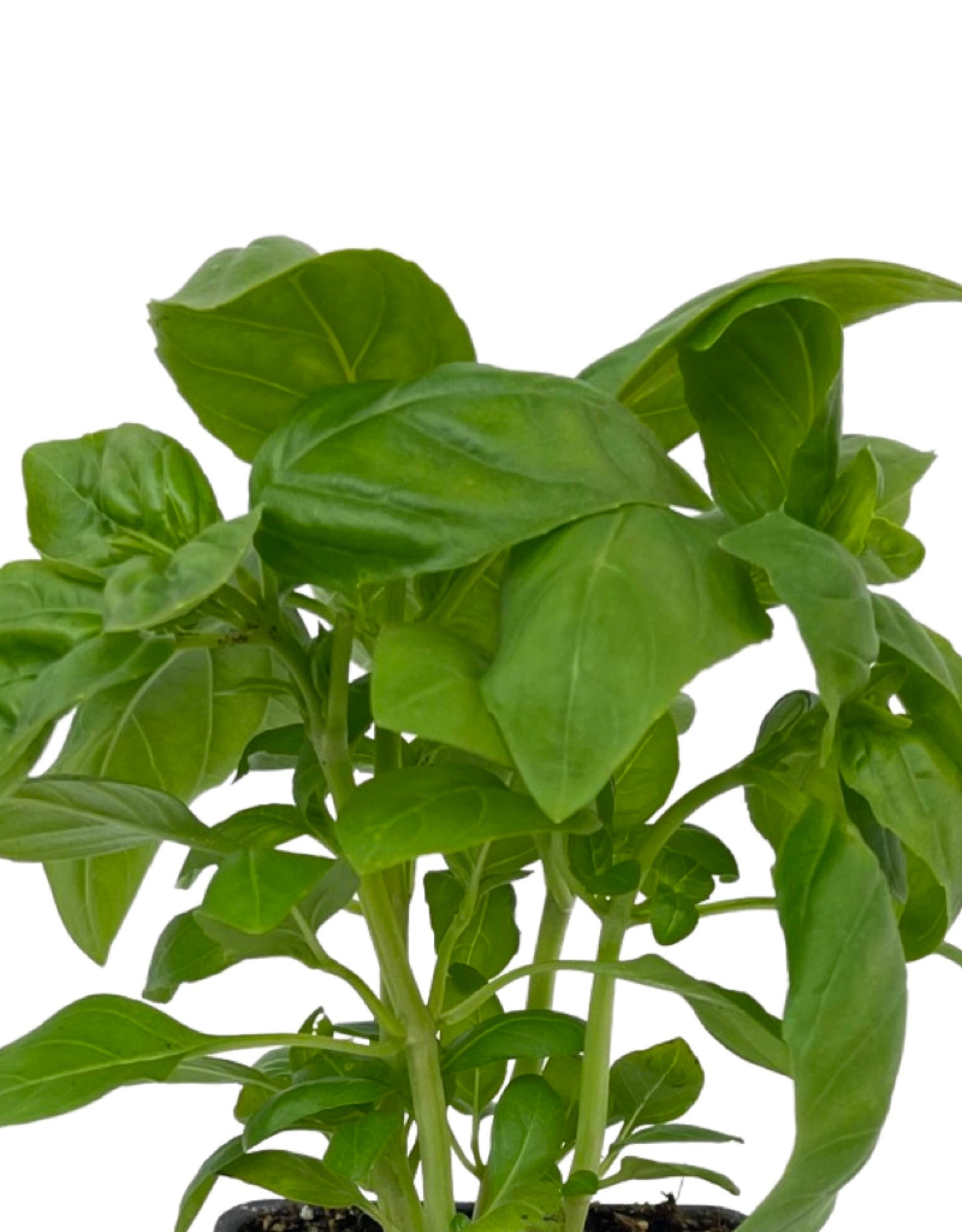 Basil 'Dolce Fresca' 4 Inch - The Garden Corner