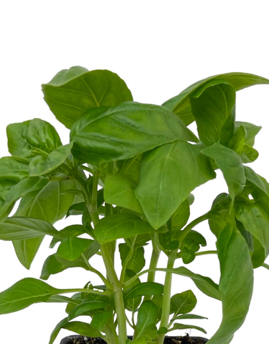 Basil 'Dolce Fresca' 4 Inch - The Garden Corner