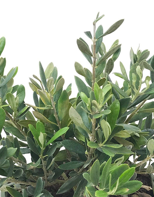 Olea europaea 'Montra' 1 gal - The Garden Corner
