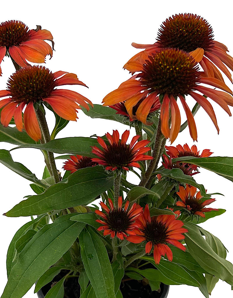 Echinacea 'Prima Ruby' Quart
