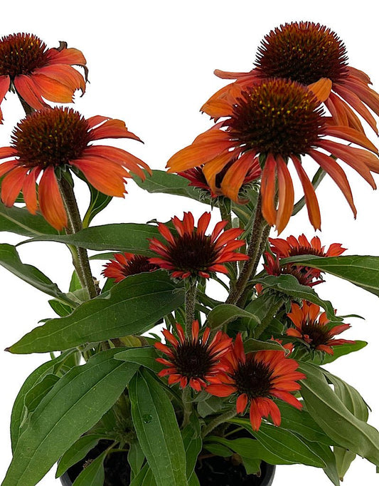 Echinacea 'Prima Ruby' Quart - The Garden Corner