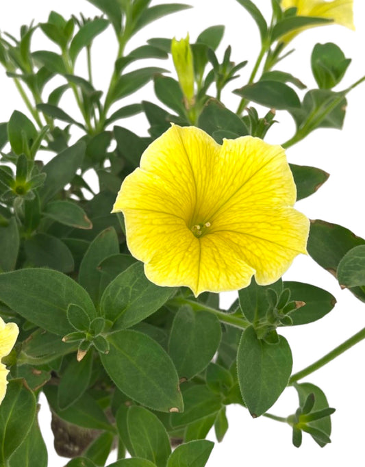 Petunia 'Bee's Knees' - The Garden Corner