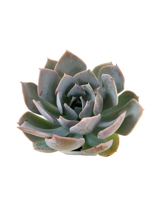Echeveria cante 'White Shadow' - The Garden Corner
