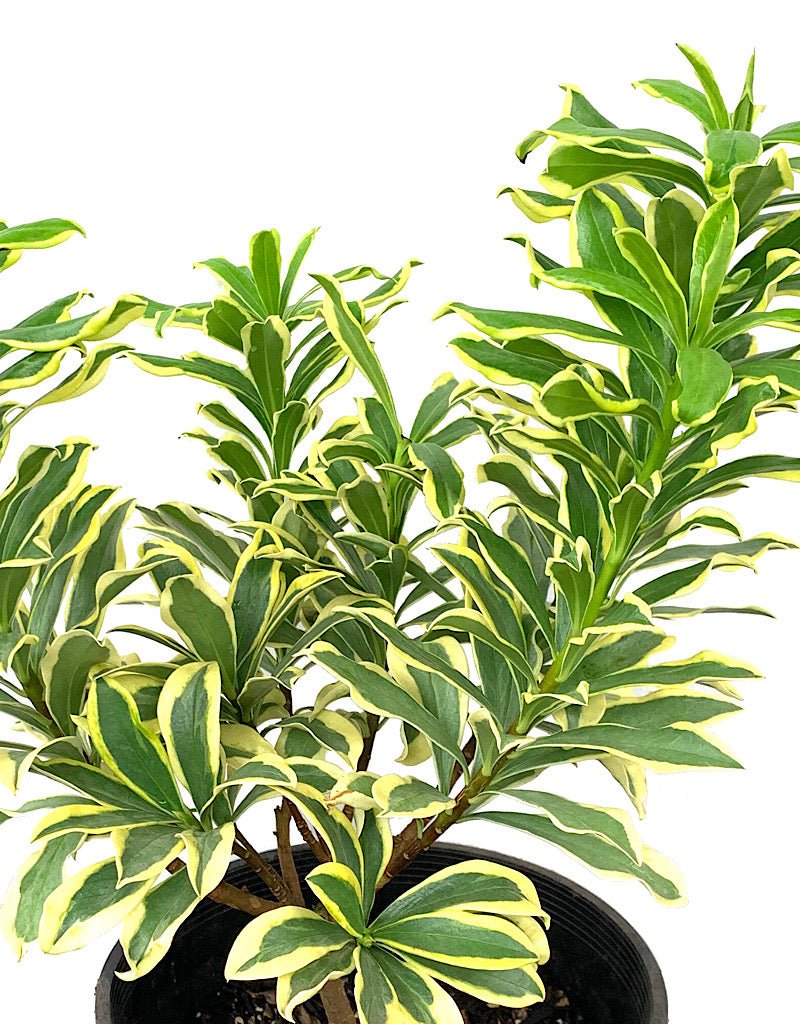 Daphne 'Rebecca' 2 Gallon - The Garden Corner