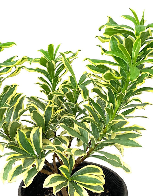 Daphne 'Rebecca' 2 Gallon - The Garden Corner