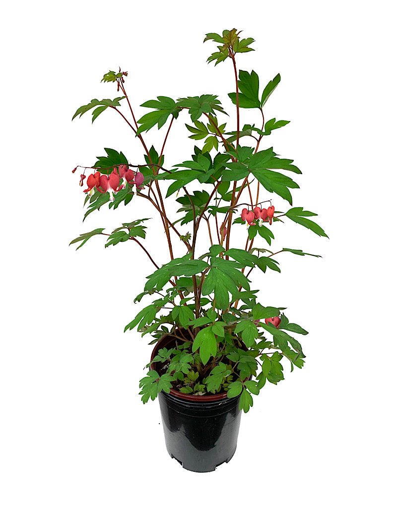 Dicentra spectabilis 'Valentine' - Perennials