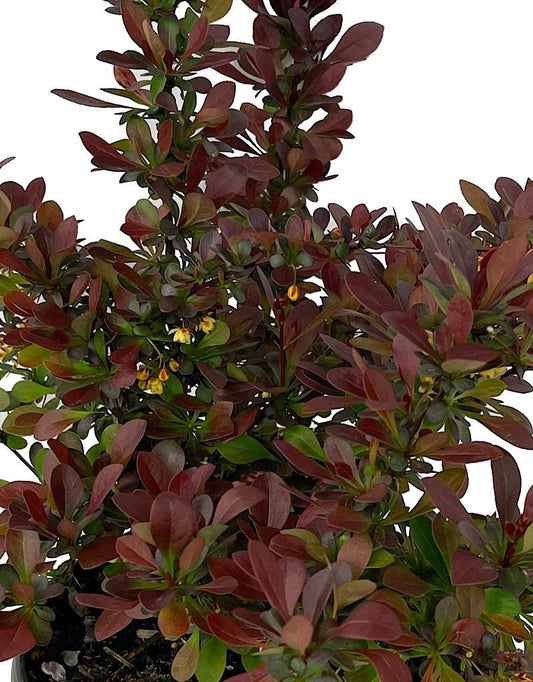 Berberis €˜Crimson Pygmy 1 Gallon - The Garden Corner