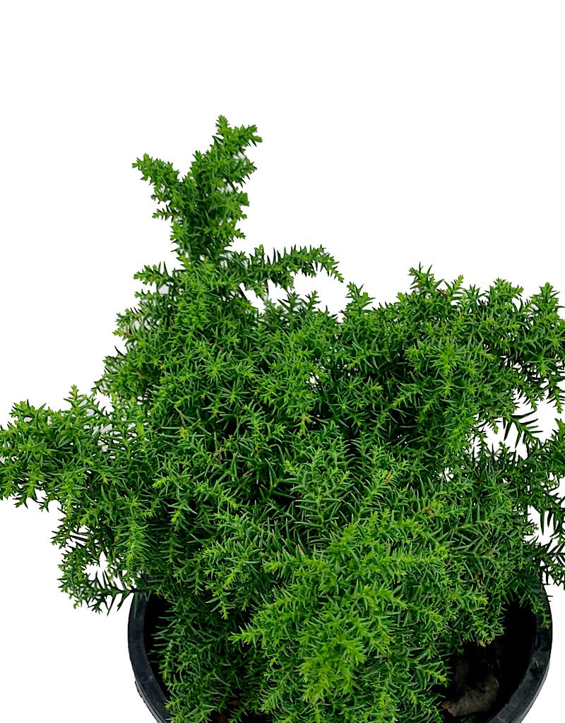 Cryptomeria j. 'Tansu' 1 Gal