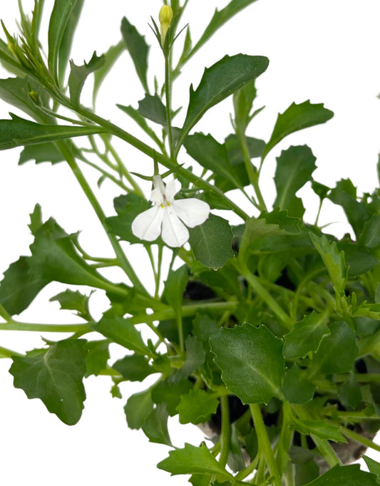 Lobelia 'Laguna White' - The Garden Corner
