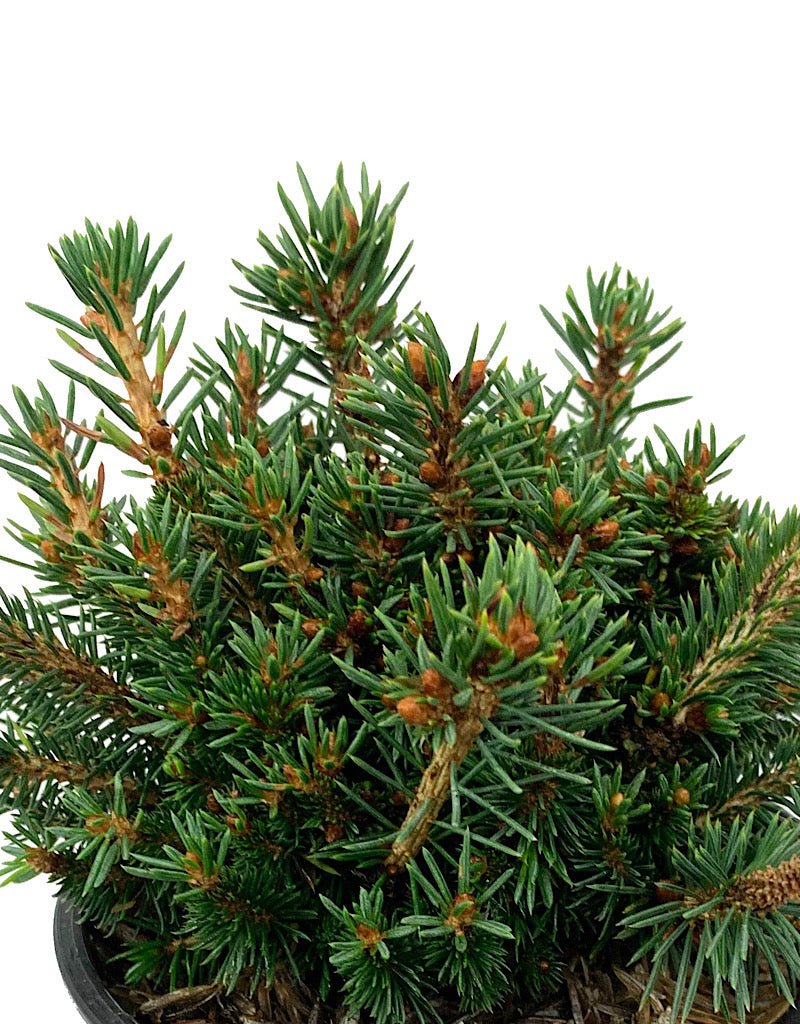 Picea abies 'Jessy' 4 Inch - The Garden Corner