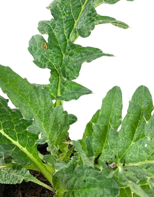 Cynara cardunculus 'Porto Spineless' - The Garden Corner
