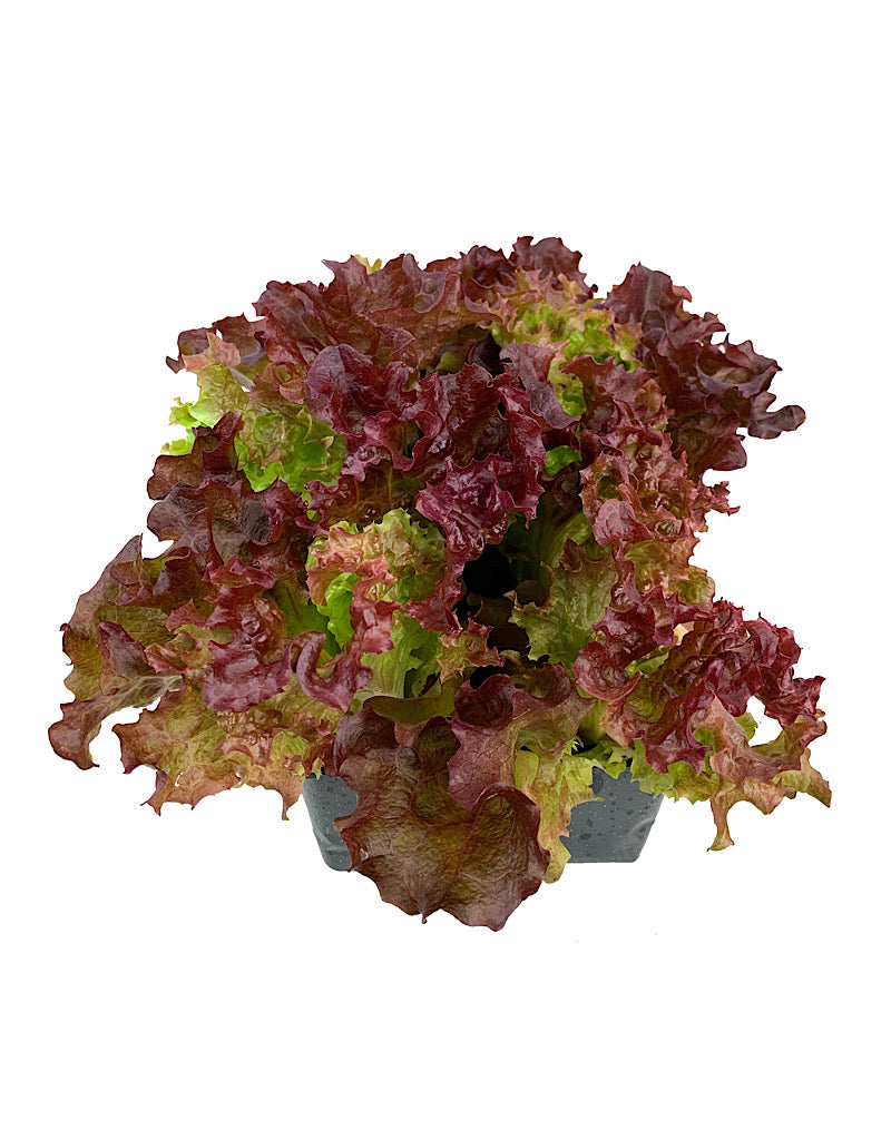 Lettuce 'Lollo Rossa' Traypack