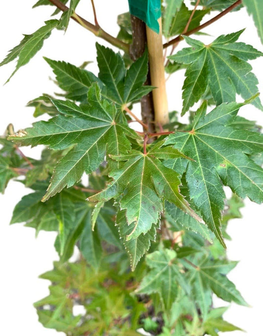 Acer x pseudosieboldianum 'Final Fire' - The Garden Corner