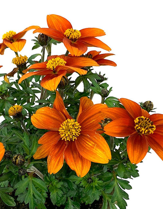 Bidens 'Bidy Bop Blaze' - The Garden Corner