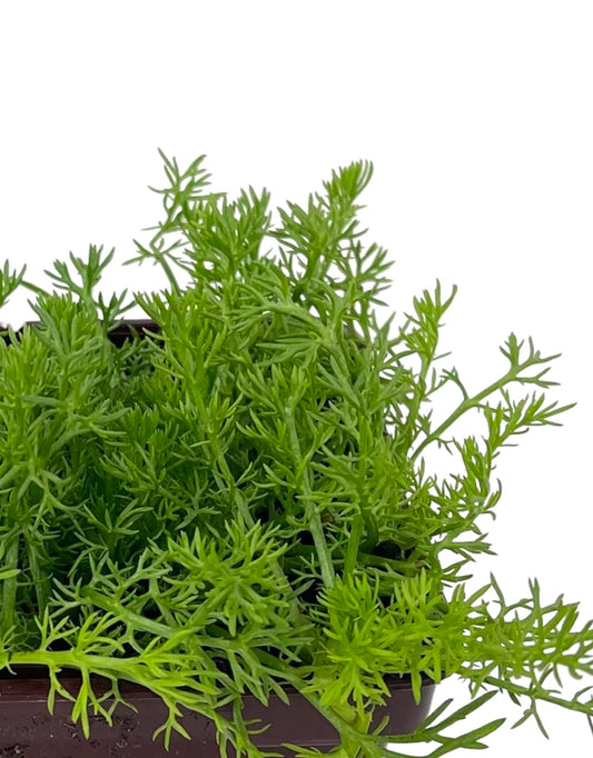 Chamaemelum nobile 'Flore Pleno' 4 Inch - The Garden Corner