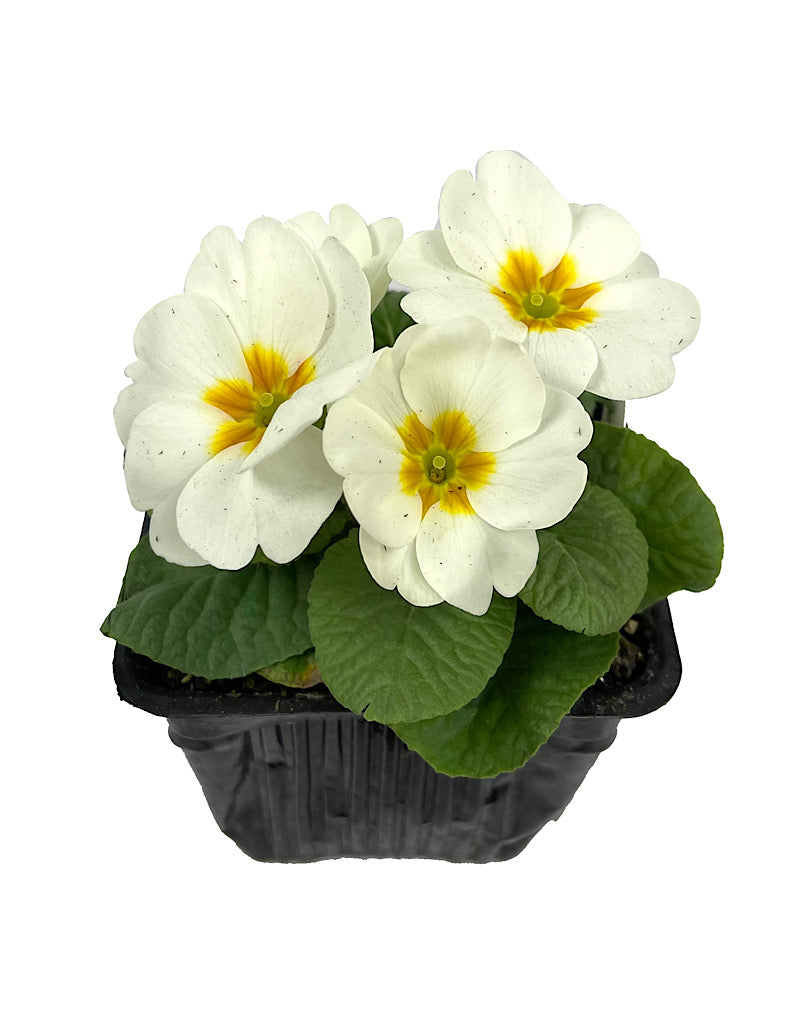 Primrose