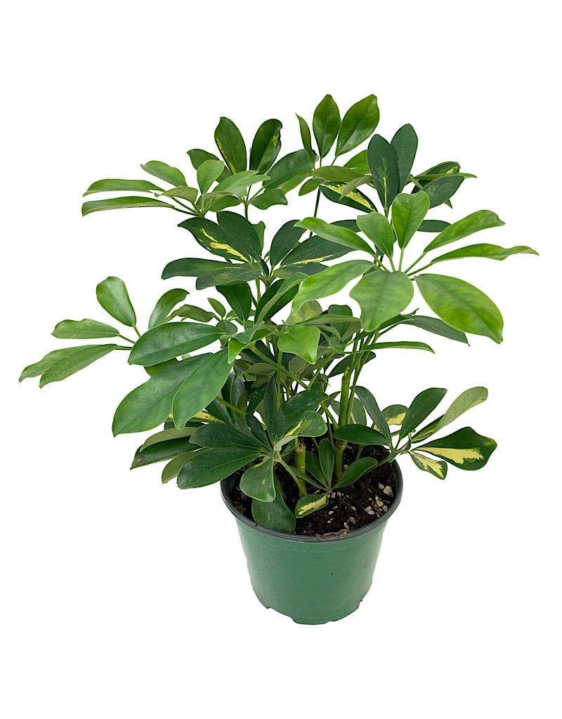 Schefflera arboricola 'Gold Capella' - The Garden Corner