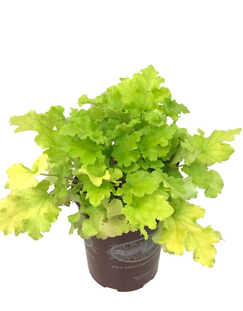 Heuchera 'Lime Marmalade' - Perennials