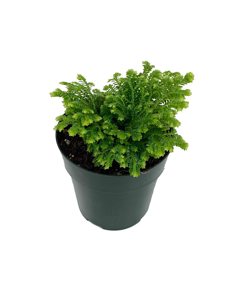 Selaginella kraussiana 'Gold Tips' 2 Inch