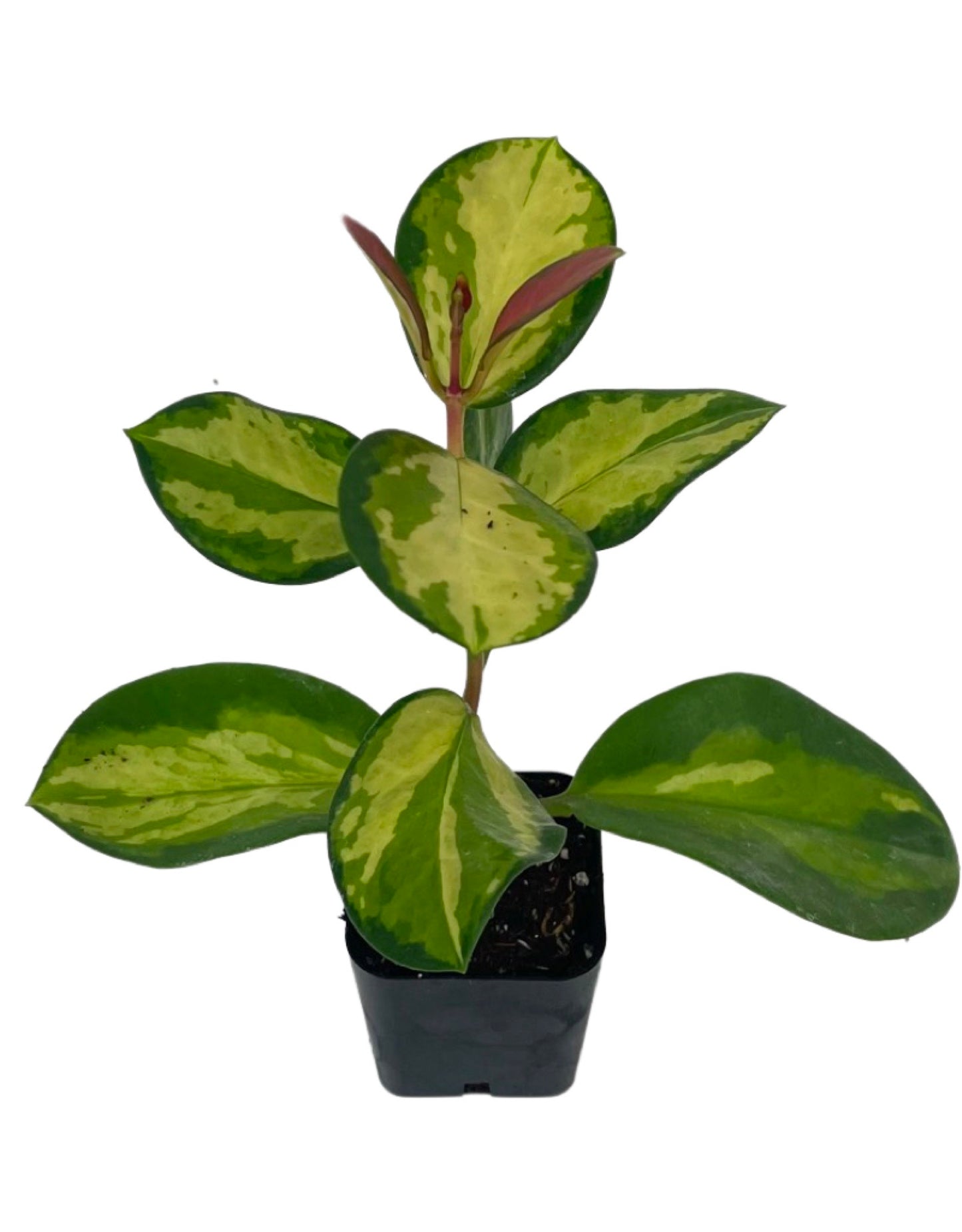 Hoya australis 'Tricolor' - The Garden Corner