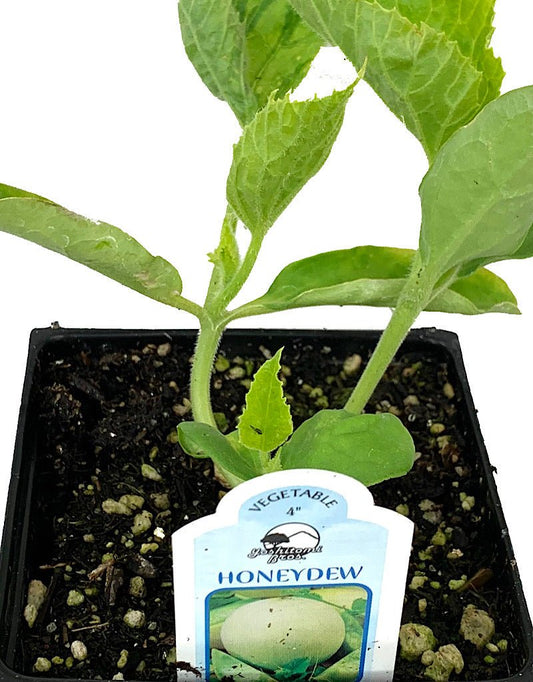 Melon 'Honeydew' - The Garden Corner