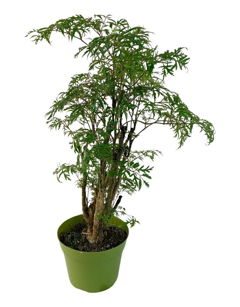 polyscias indoor plants Polyscias fruticosa – The Garden Corner