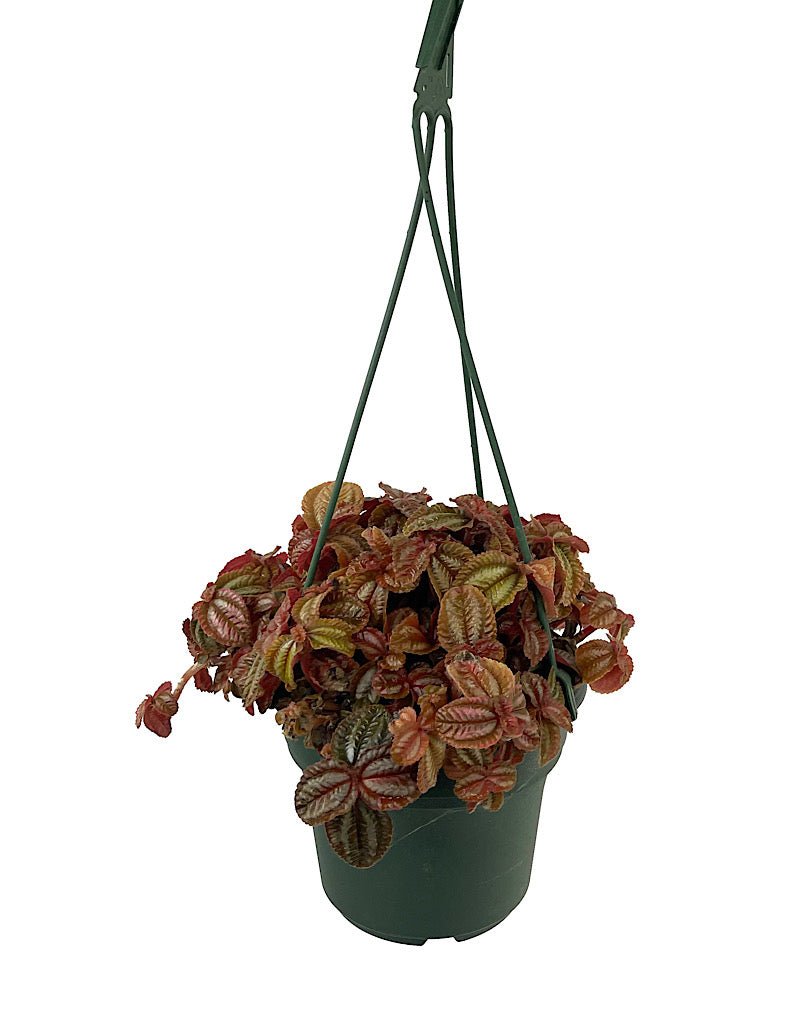 Pilea 'Red Leaf' 6 Inch Hanging Basket - The Garden Corner