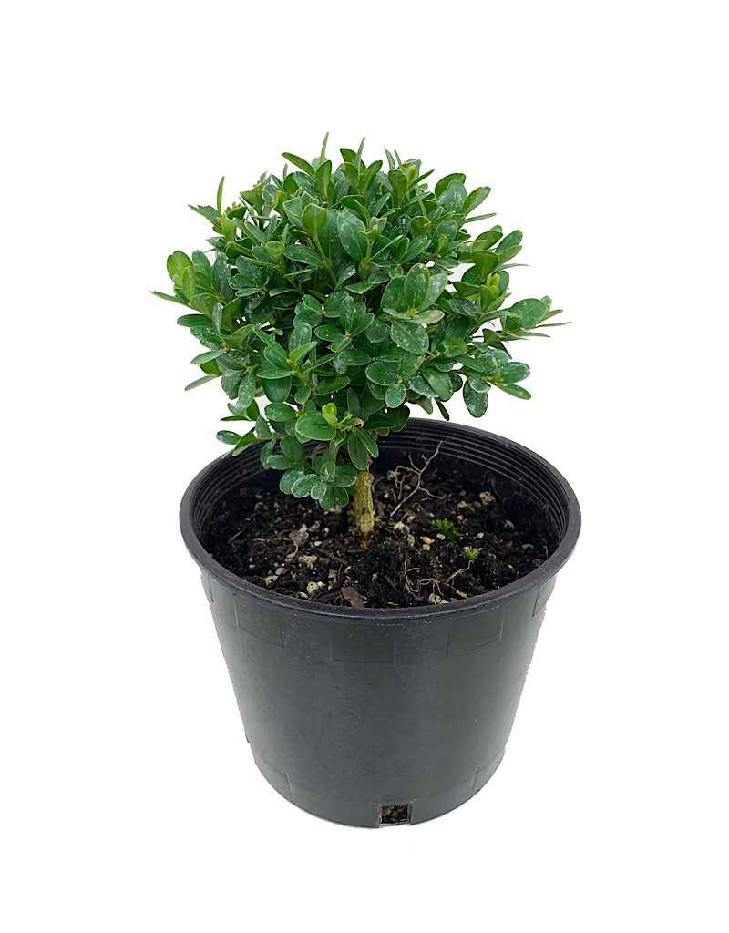 Buxus s. 'Suffruticosa'