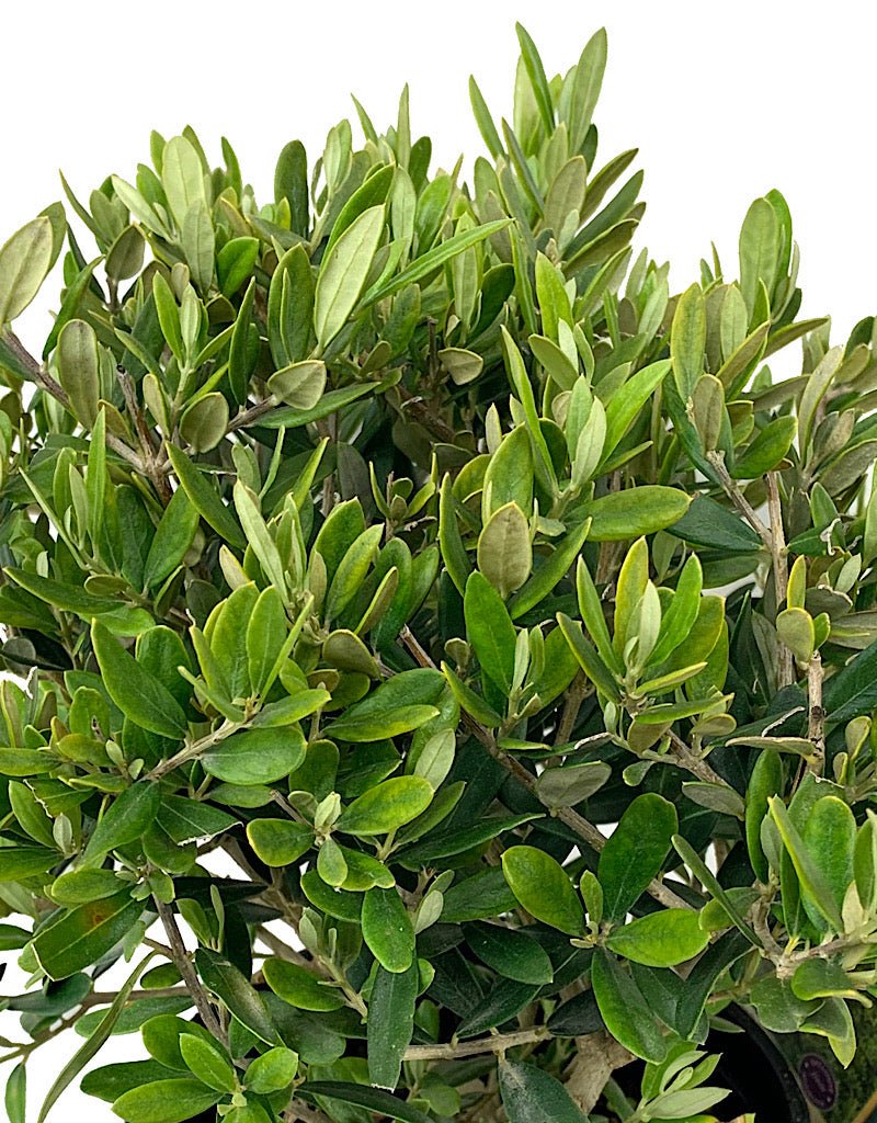 Olea 'Little Ollie' 1 gal - The Garden Corner