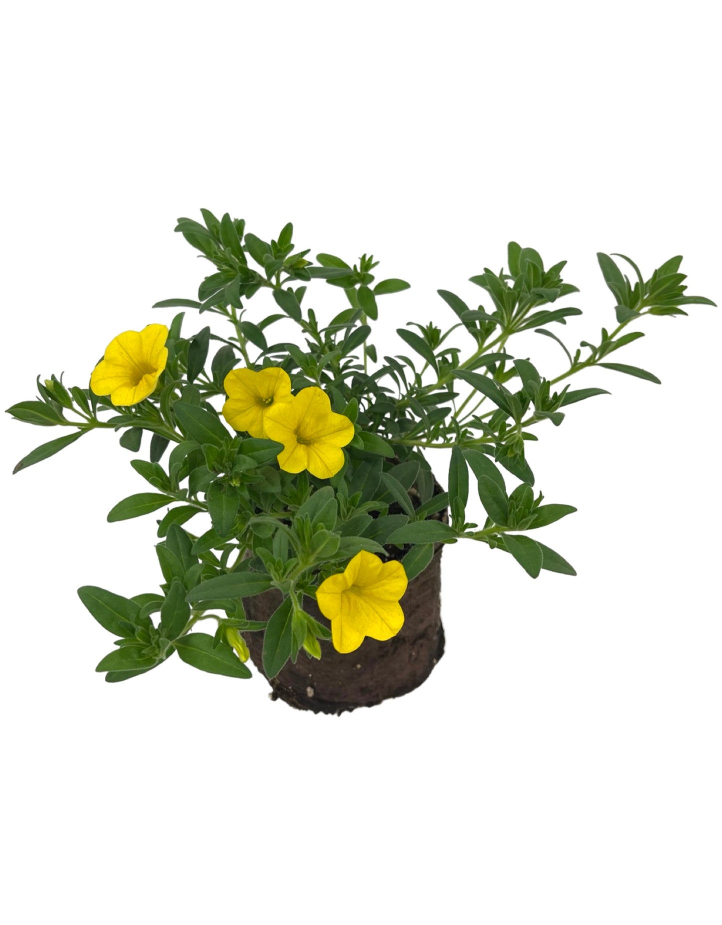 Calibrachoa 'Callie Yellow'