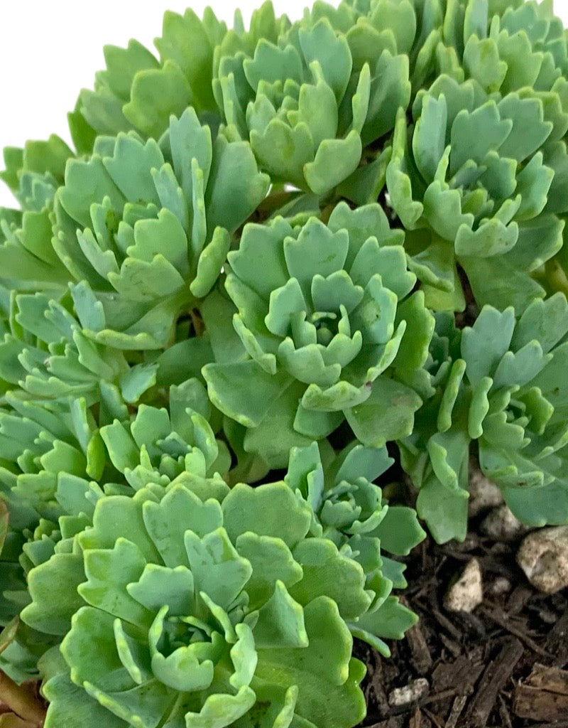 Sedum pachyclados