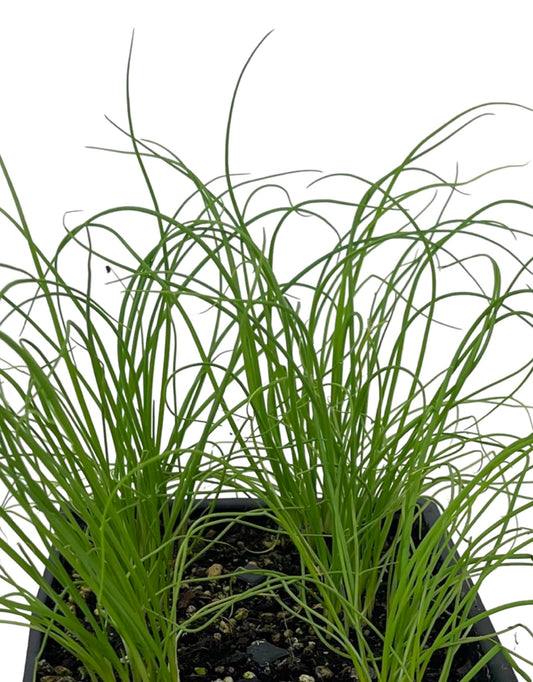 Onion 'Bunching Parade' Jumbo Traypack - The Garden Corner