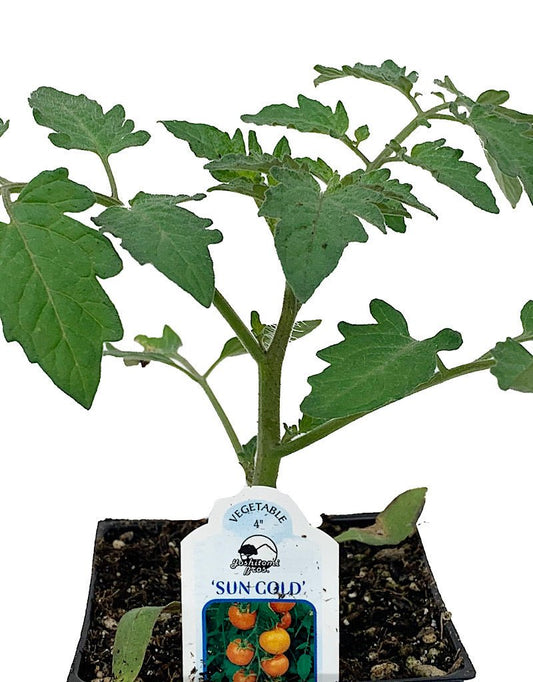 Tomato 'Sun Gold' - The Garden Corner