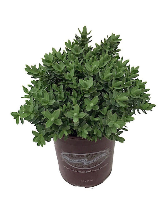 Hebe 'Red Edge' - The Garden Corner