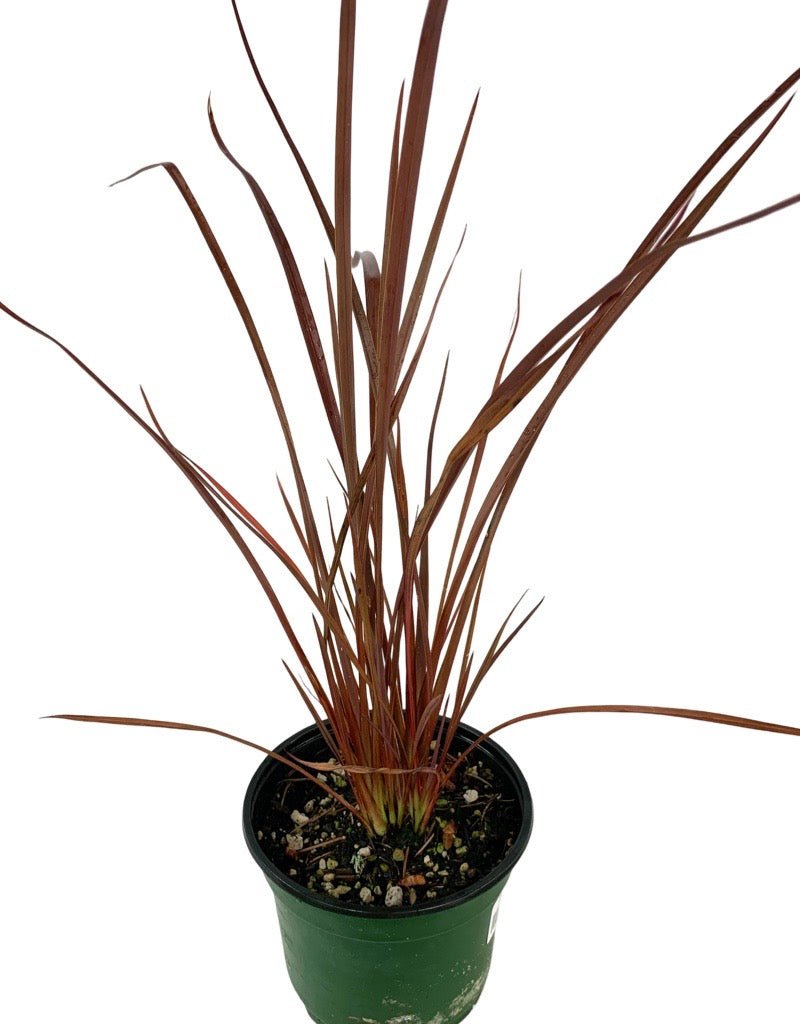 Phormium tenax 'Shiraz' - Perennials