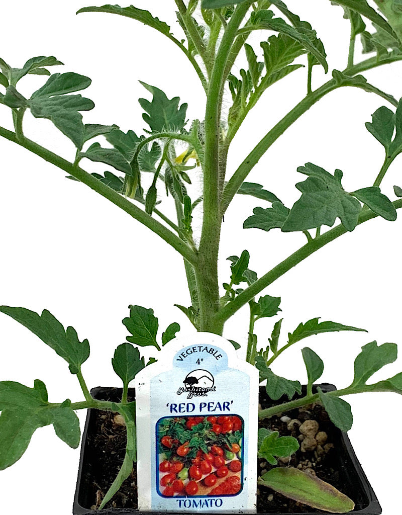 Tomato 'Red Pear'