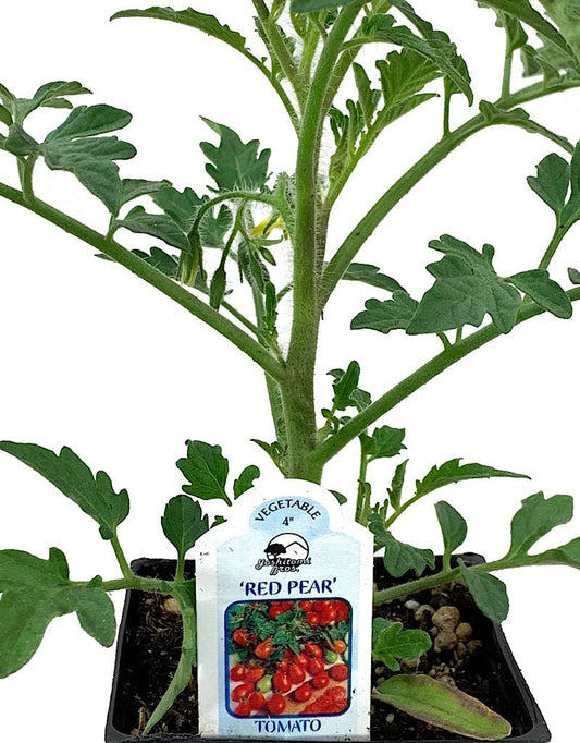 Tomato 'Red Pear' - The Garden Corner