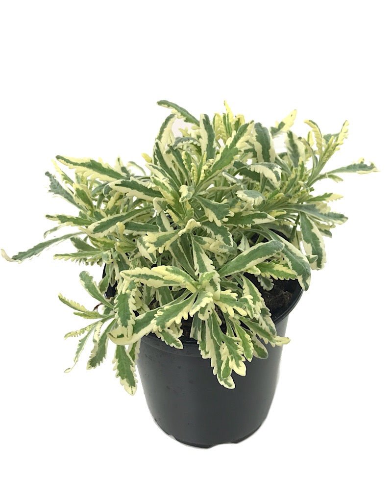 meerlo lavender flower Lavandula allardii 'Meerlo' – The Garden Corner
