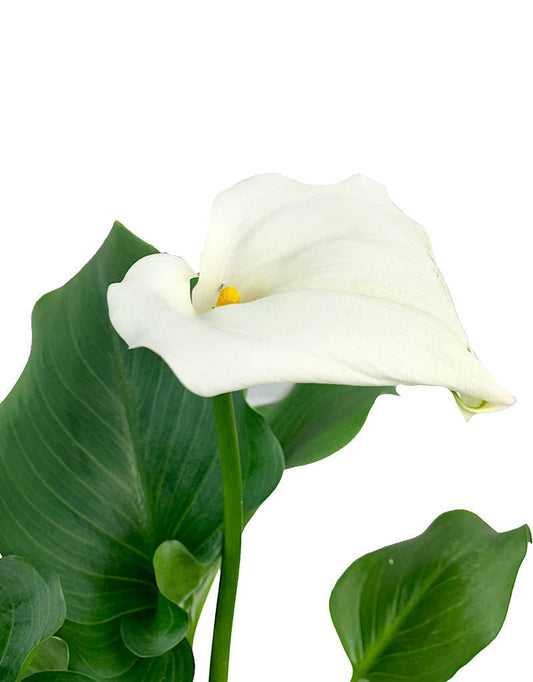 Zantedeschia aethiopica 'White Giant' - The Garden Corner