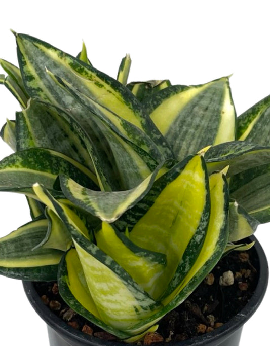 Sansevieria trifasciata 'Golden Hahnii' Quart - The Garden Corner