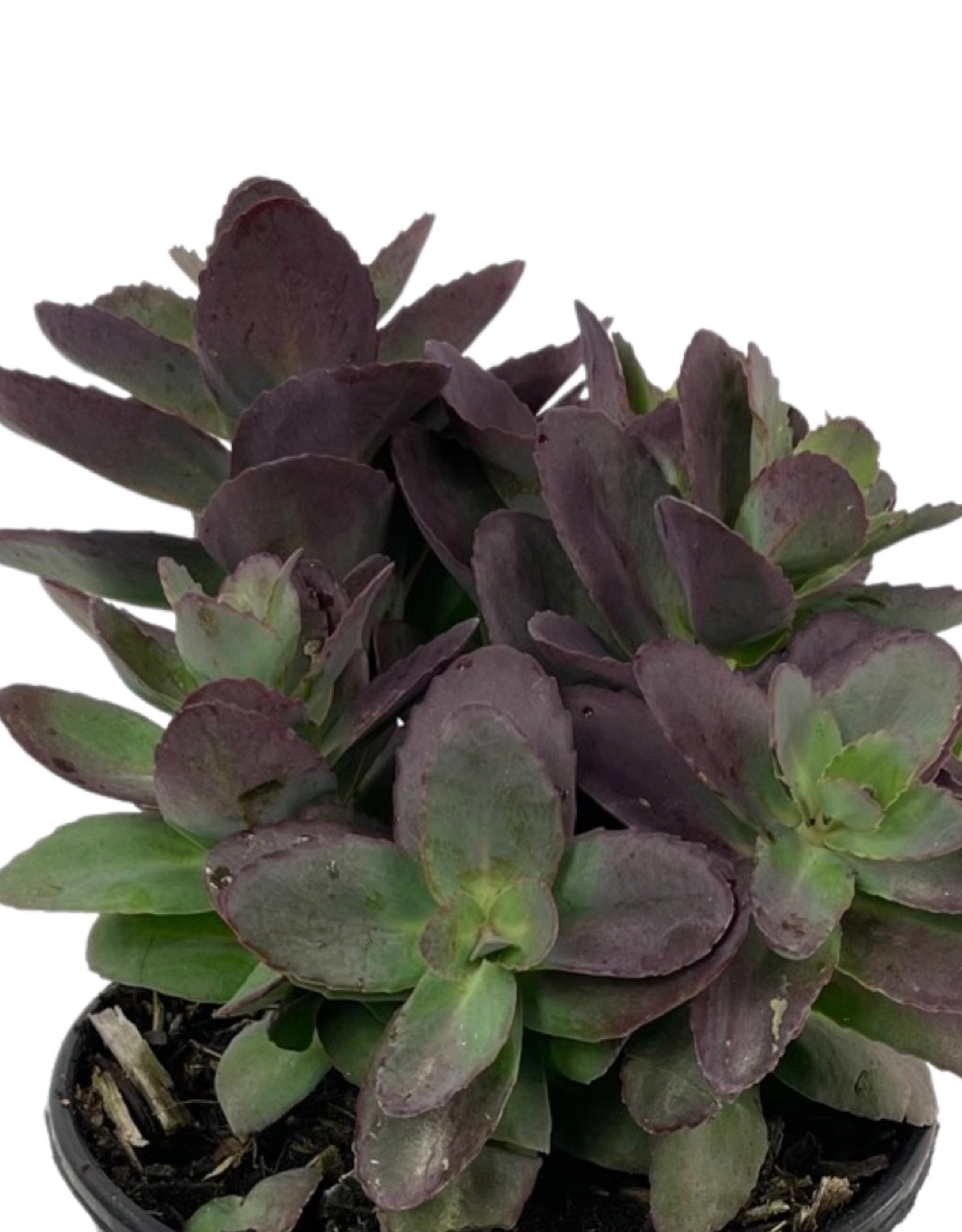 Sedum 'Conga Line'