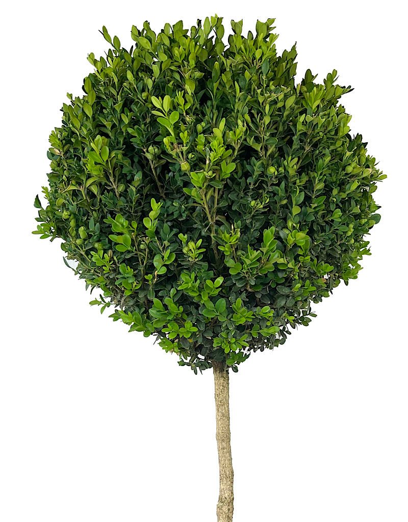 Buxus semperviren Single Globe Topiary 30 - 36 Inch - The Garden Corner