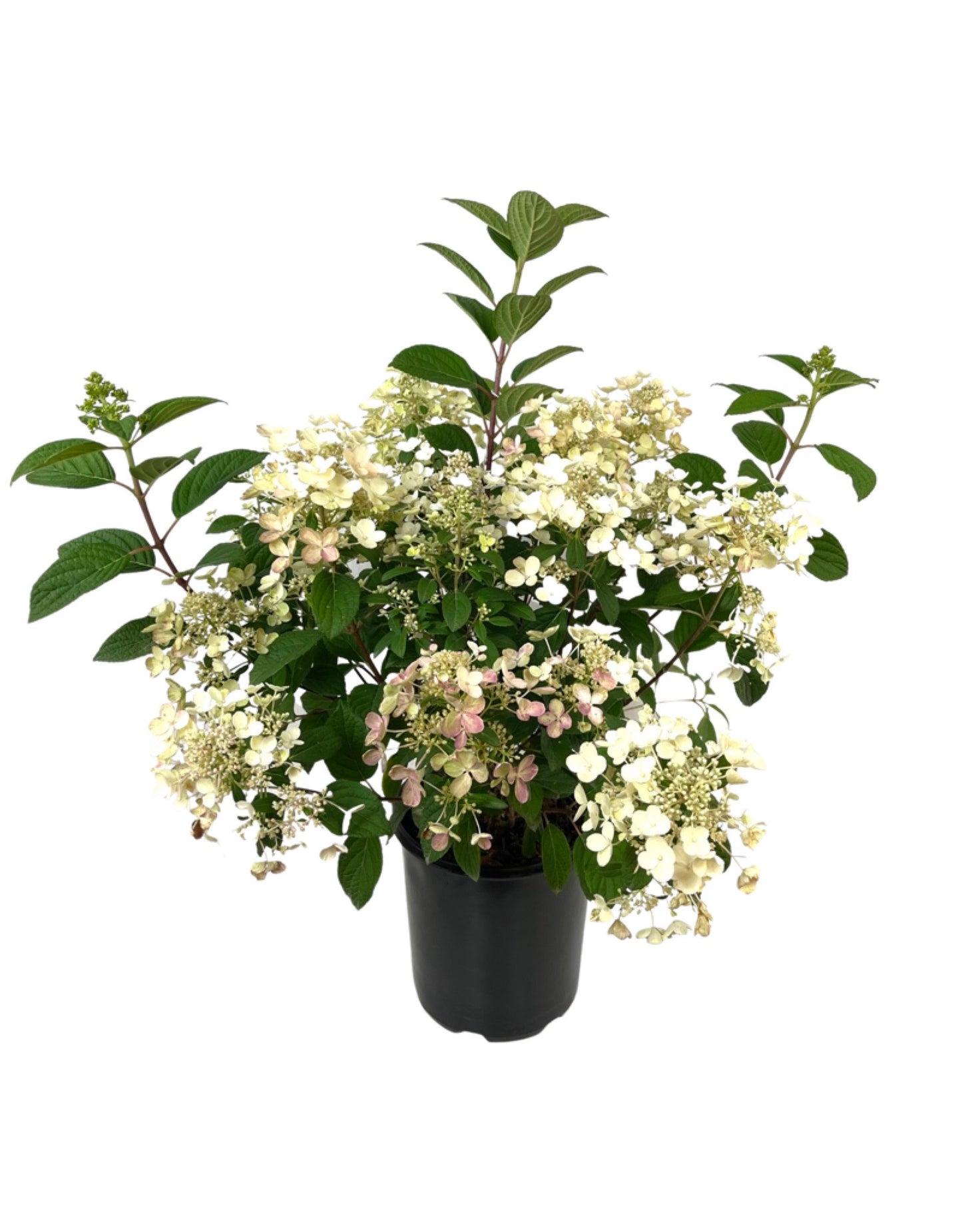 Hydrangea paniculata 'Quick Fire' 2 Gallon