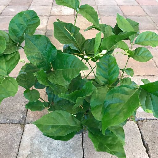 Jasmine sambac- 6 inch - Tropical Plants