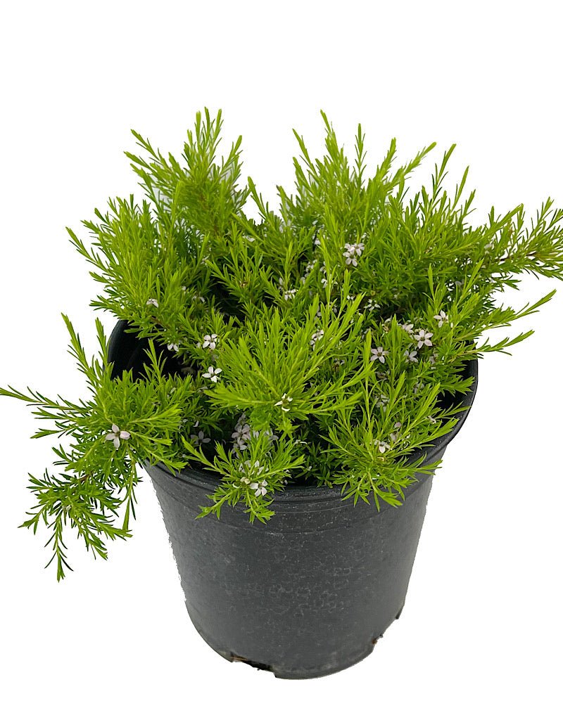 Coleonema 'Sunset Gold' 1 Gallon - Shrubs