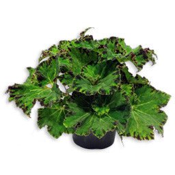 Begonia Assorted 6 inch - The Garden Corner