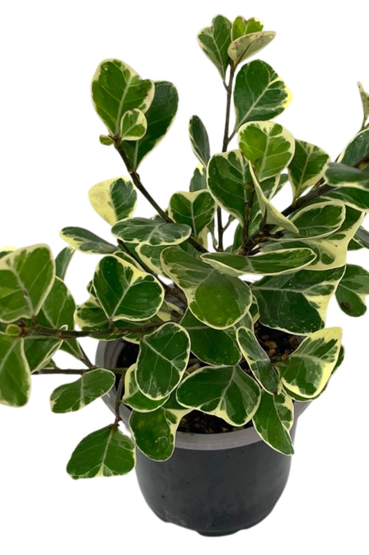 Ficus triangularis 'Variegated' Quart - The Garden Corner