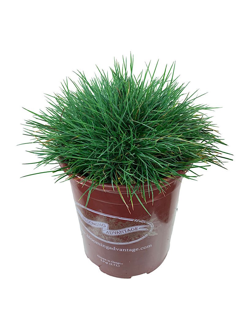Festuca glauca 'Elijah Blue' - Perennials