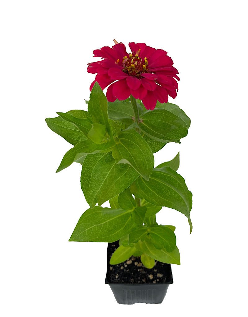 Zinnia Magellan - The Garden Corner
